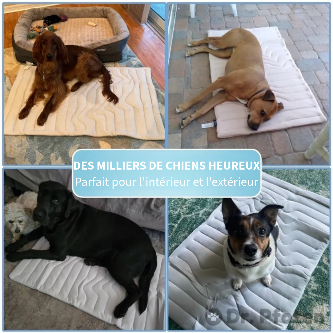 Couverture Rafraîchissante Innovante pour Animaux